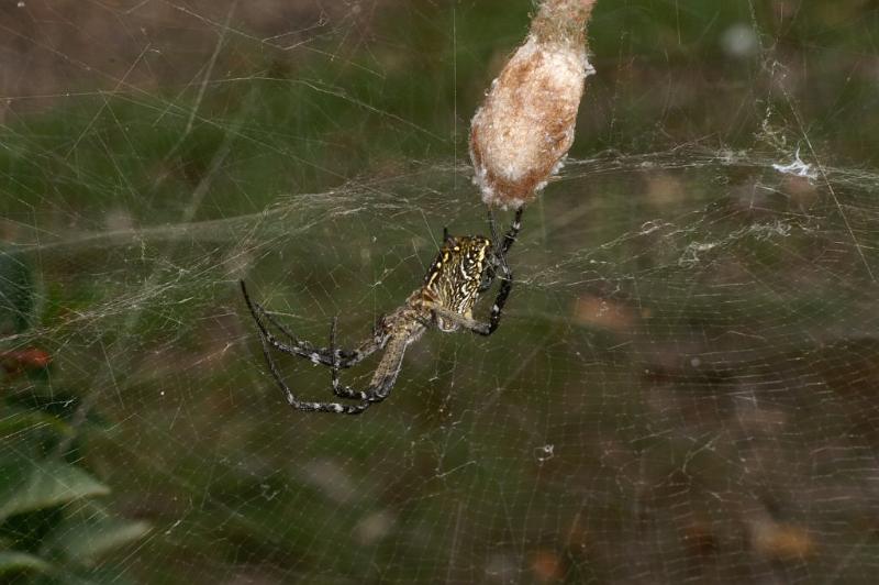 Cyrtophora_mollucensis_D4104_Z_90_Alexandra hills Brisbane_Australie.jpg